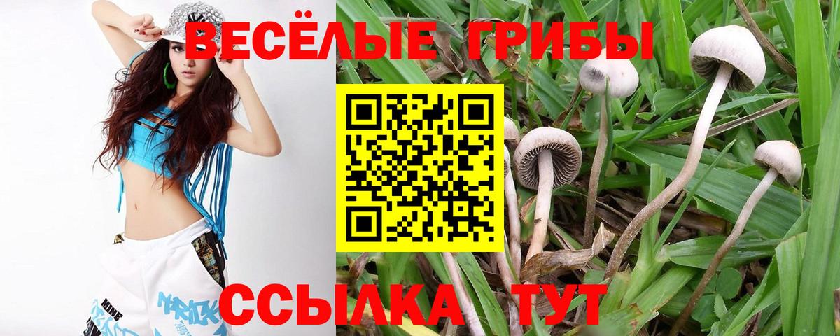Псилоцибиновые грибы Psilocybe  Псилоцибиновые грибы прущие грибы  Вход с VPN  Удомля 